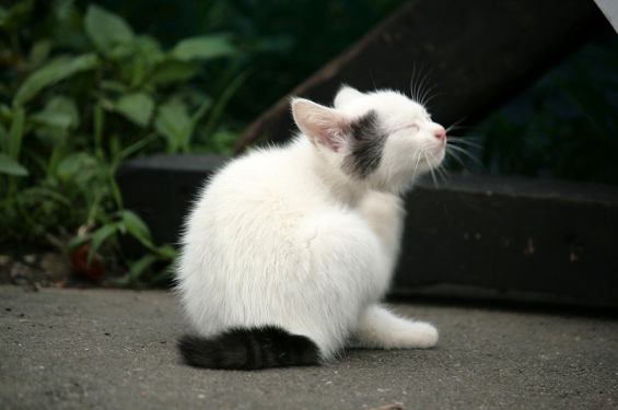 猫画像｜くしくし・・・・・