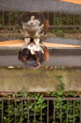 猫画像｜水鏡