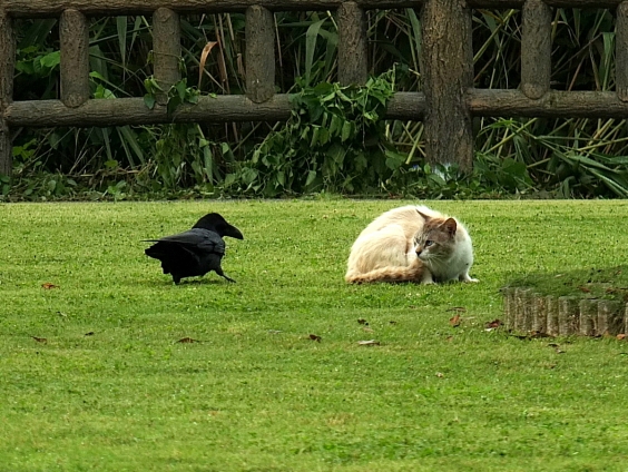 猫画像｜攻防