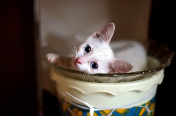 猫画像｜お気に入りの場所