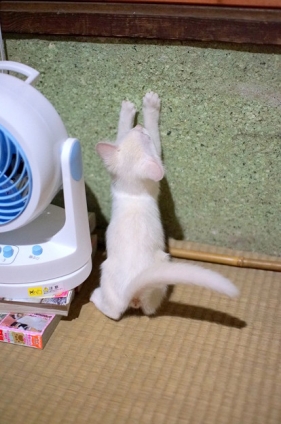 猫画像｜７日目
