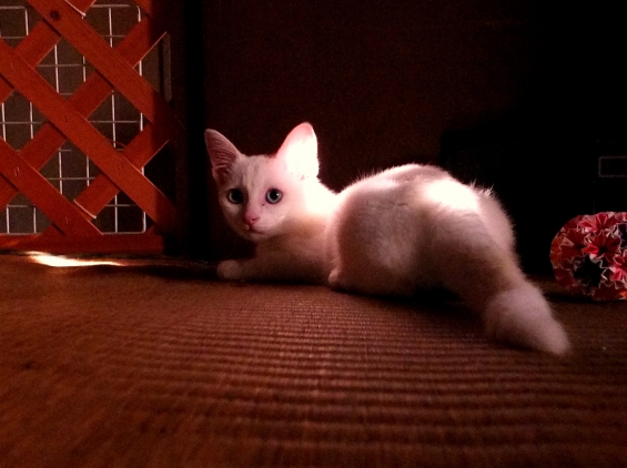 猫画像｜18日目