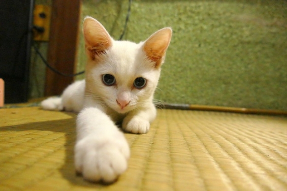 猫画像｜21日目