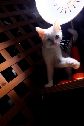 猫画像｜23日目