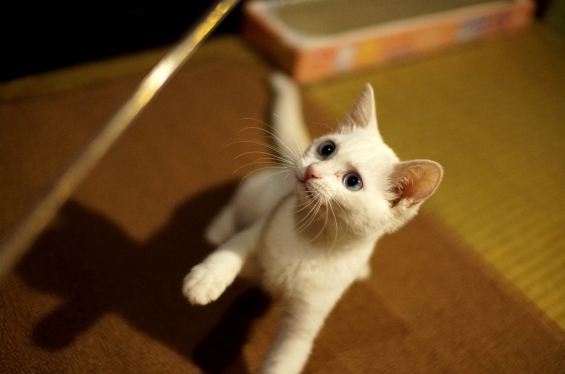 猫画像｜24日目