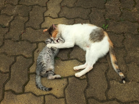 猫画像｜親子