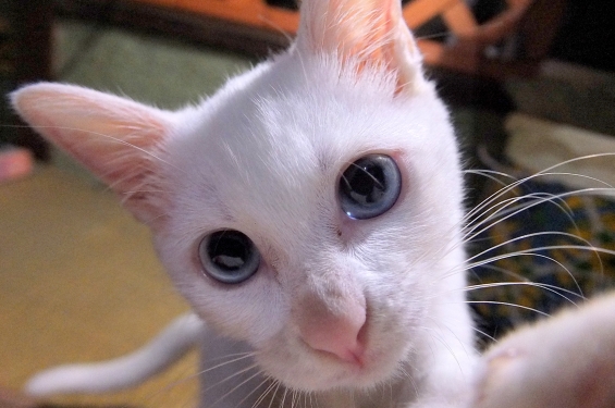 猫画像｜27日目