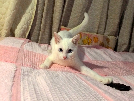 猫画像｜きょうのみゅー