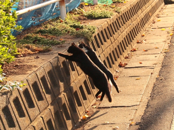 猫画像｜Ｗジャンプ！
