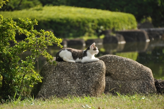 猫画像｜ずきんちゃん