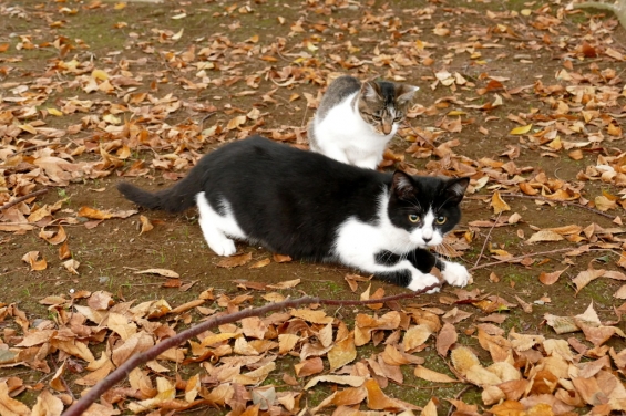 猫画像｜ゲットにゃ！