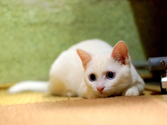 猫画像｜今日のみゅー