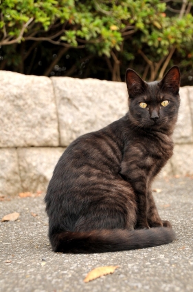猫画像｜厳密に言うと黒猫ではない。