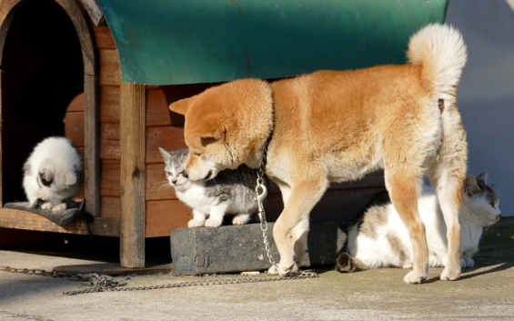 猫画像｜くすぐったいにゃ。