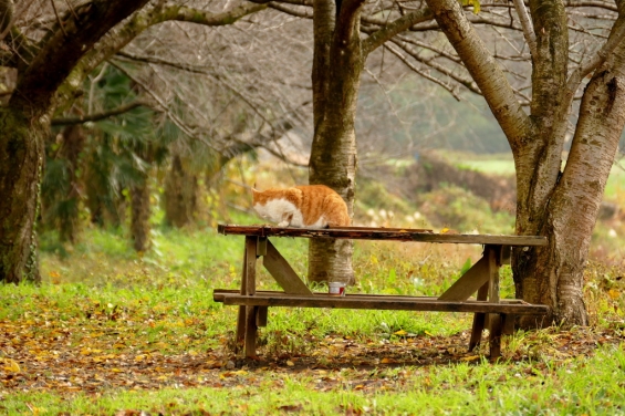 猫画像｜初冬