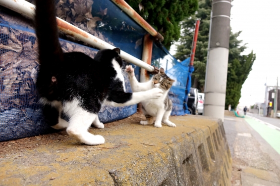 猫画像｜ねこぱんち！