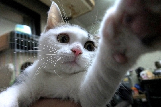 猫画像｜たまちゃん