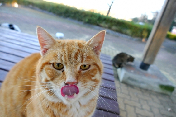 猫画像｜ごちそうさん。