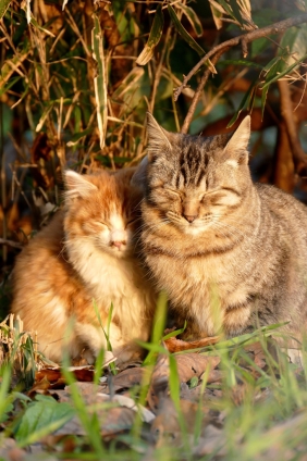 猫画像｜寄り添って。