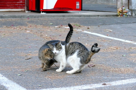猫画像｜唐沢山神社猫