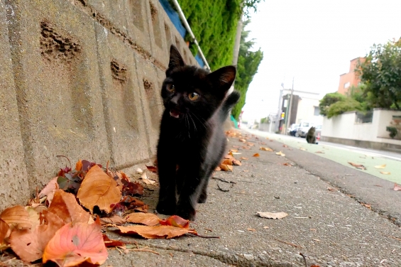猫画像｜にゃにゃにゃっ？
