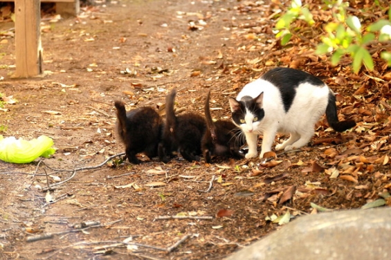猫画像｜近寄るにゃよ！