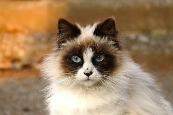 猫画像｜猫です。