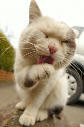 猫画像｜ご機嫌。