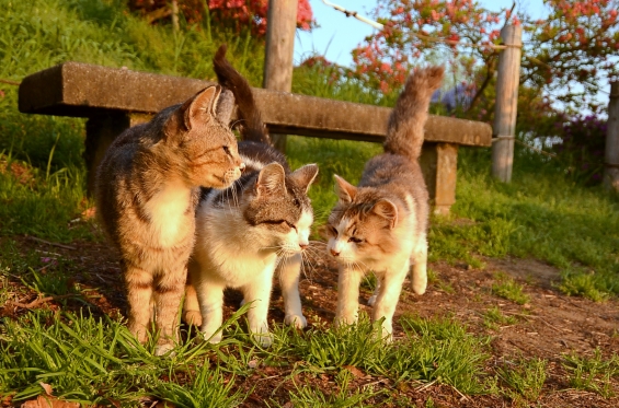 猫画像｜相談中