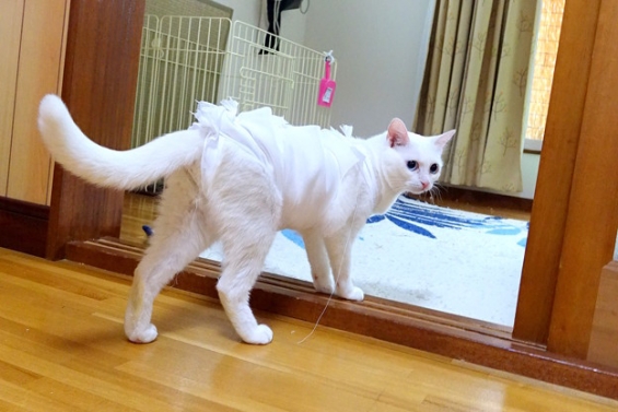 猫画像｜きょうのみゅー