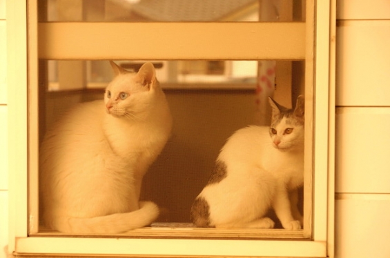 猫画像｜今朝のみゅーと小梅