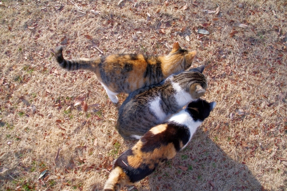 猫画像｜モテモテ（笑