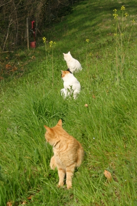猫画像｜なに？なに？なに？