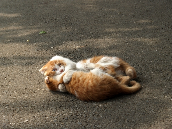 猫画像｜ぎゅ～～～っ。