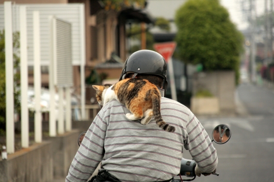 猫画像｜バイクでＧＯ！