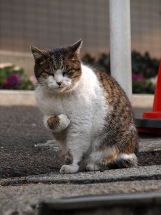 猫画像｜俺に任せろ！