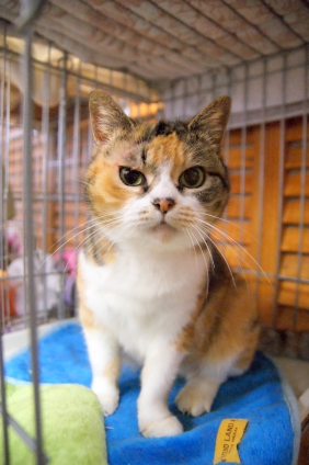 猫画像｜里親募集にゃ！