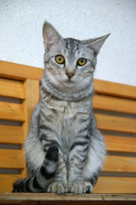 猫画像｜里親募集にゃ！