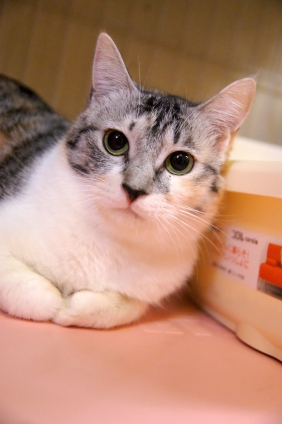 猫画像｜里親募集にゃ！