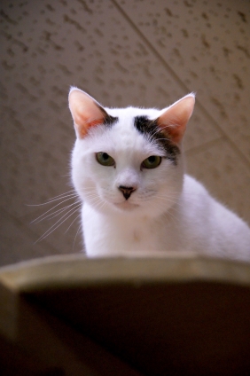 猫画像｜里親募集にゃ！