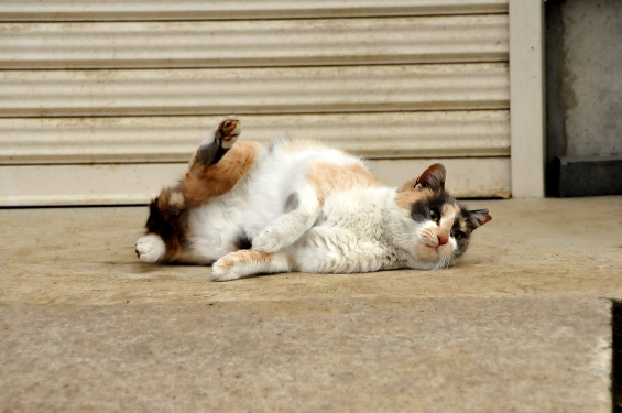 猫画像｜コロン