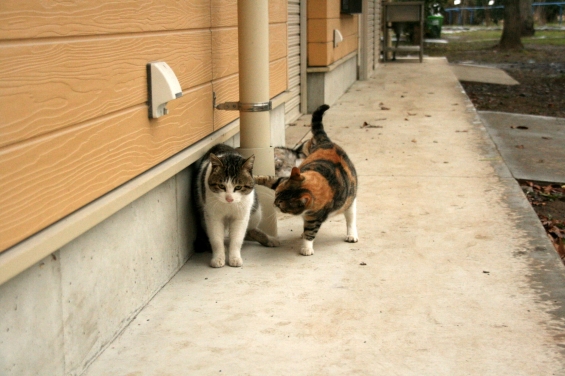 猫画像｜元気出しなよ！