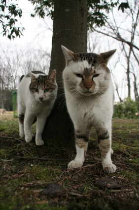 猫画像｜仲間