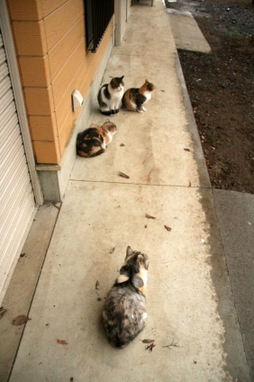 猫画像｜雨宿り