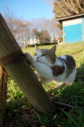 猫画像｜とぎとぎ・・・・・