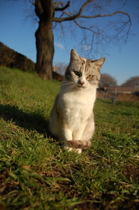 猫画像｜この子が一番！