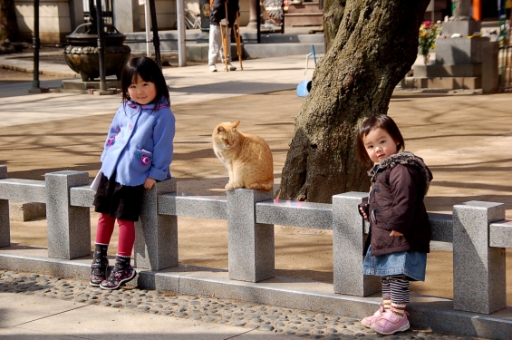 猫画像｜記念写真