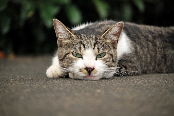 猫画像｜むふ。