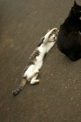 猫画像｜ひゃっほう！