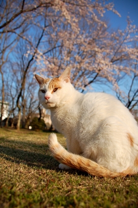 猫画像｜さくらにゃんこ